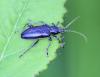 Plateumaris sericea